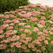 Sedum, Autumn Joy #1